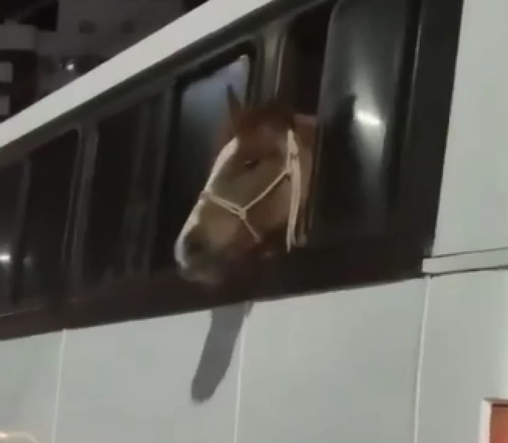 Cavalo é flagrado sendo o “passageiro” de ônibus em SC