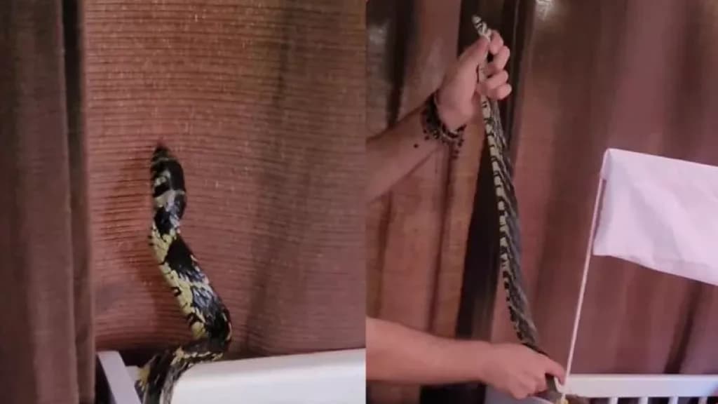 Cobra caninana é capturada após entrar em berço de criança em SC