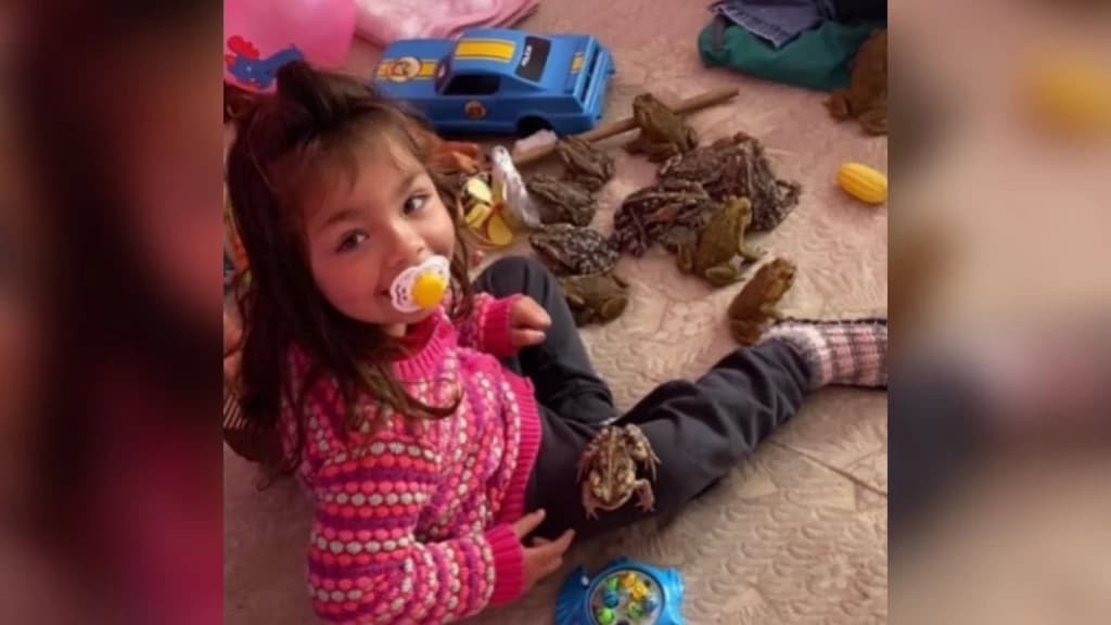 VÍDEO: Menina assusta família ao ser flagrada brincando com sapos em SC