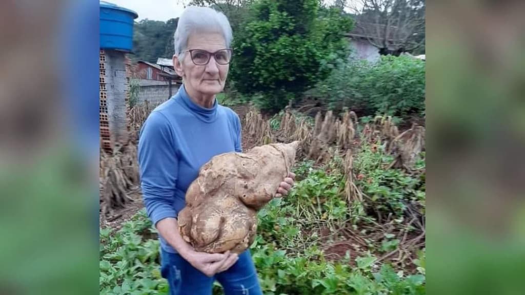 Idosa colhe batata doce gigante de 10kg em SC