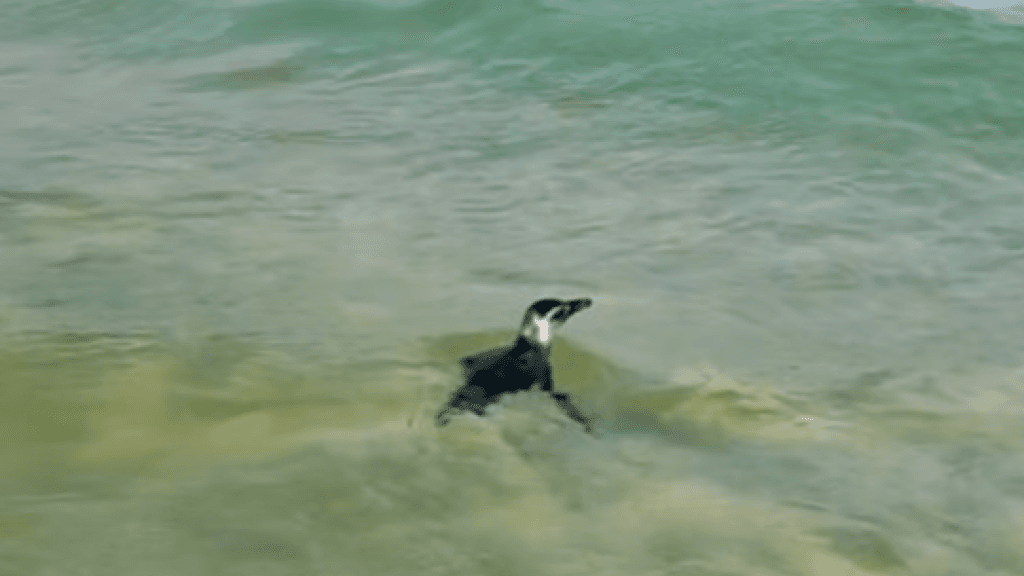 VÍDEO: Temporada de pinguins inicia em Santa Catarina