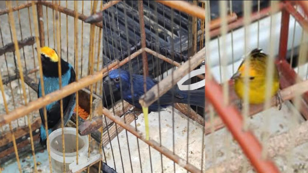 Pássaros são resgatados e homem é preso em Itapema