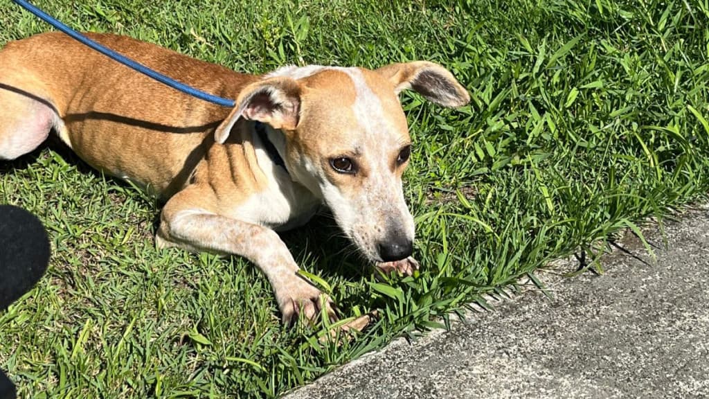Cachorro arremessado por tutora em Joinville ainda não conseguiu novo lar
