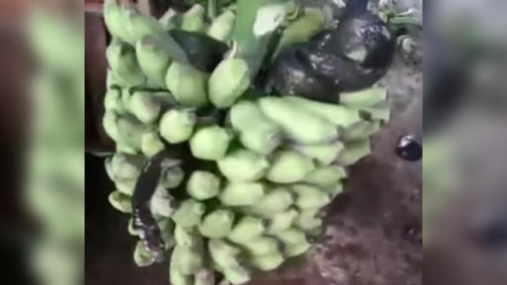 SUSTO: Cobra caninana é encontrada dentro de cacho de banana em Jaraguá do Sul