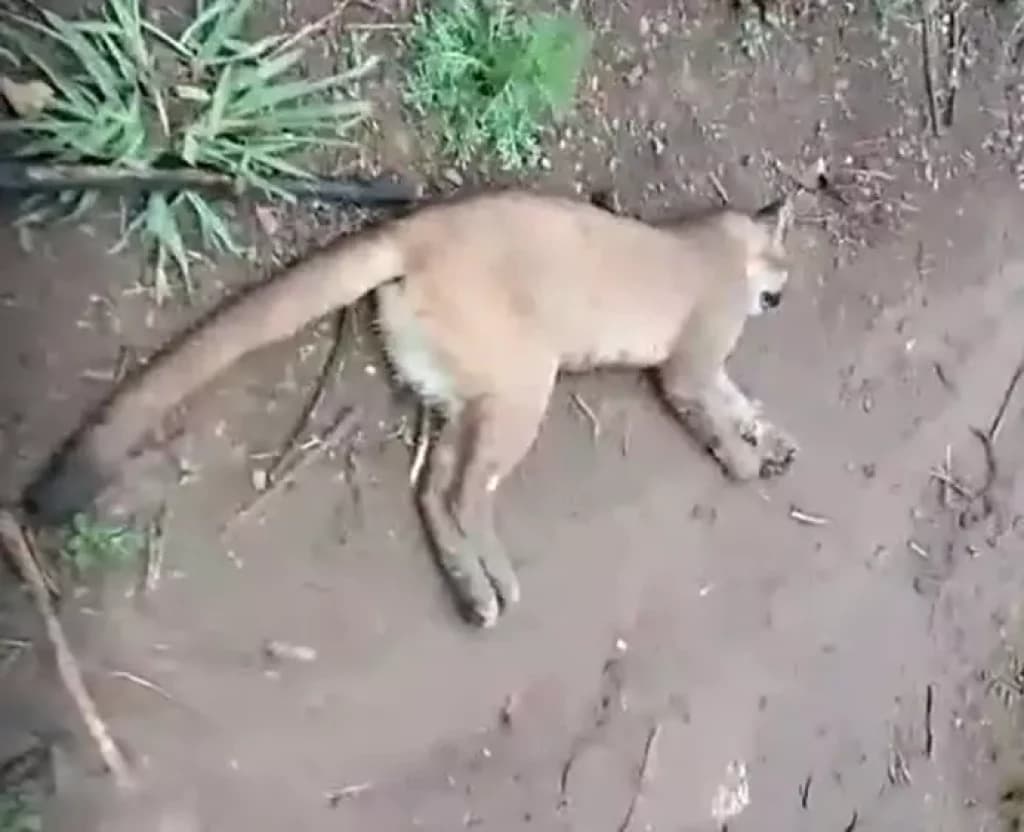 Animal em extinção é encontrado morto em SC