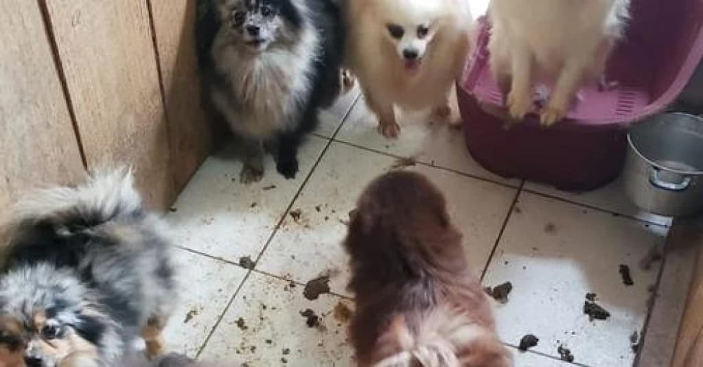 Mais de 100 cachorros de raça são resgatados de canil clandestino