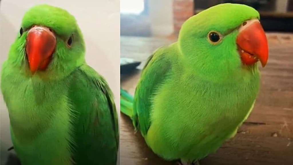 Pássaro aprende a imitar gato para chamar atenção de tutores