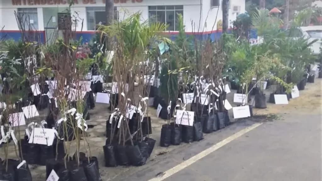 Feira de mudas frutíferas oferecerá mais de 180 variedades em São João Batista