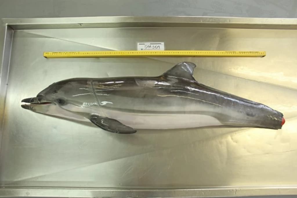 Golfinho raro é encontrado morto com a cauda amputada em Bombinhas