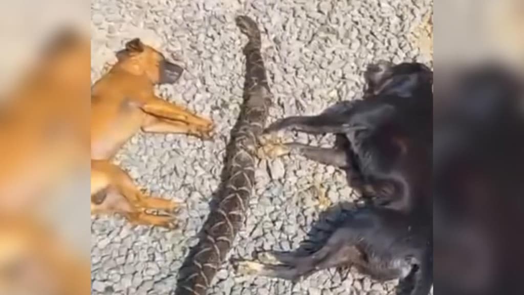 Cachorros morrem ao serem atacados por cobra jararacuçu em quintal de residência