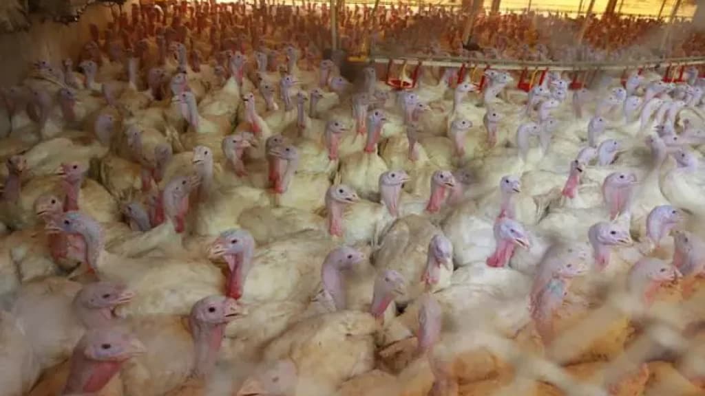 Japão suspende importação de aves de Santa Catarina