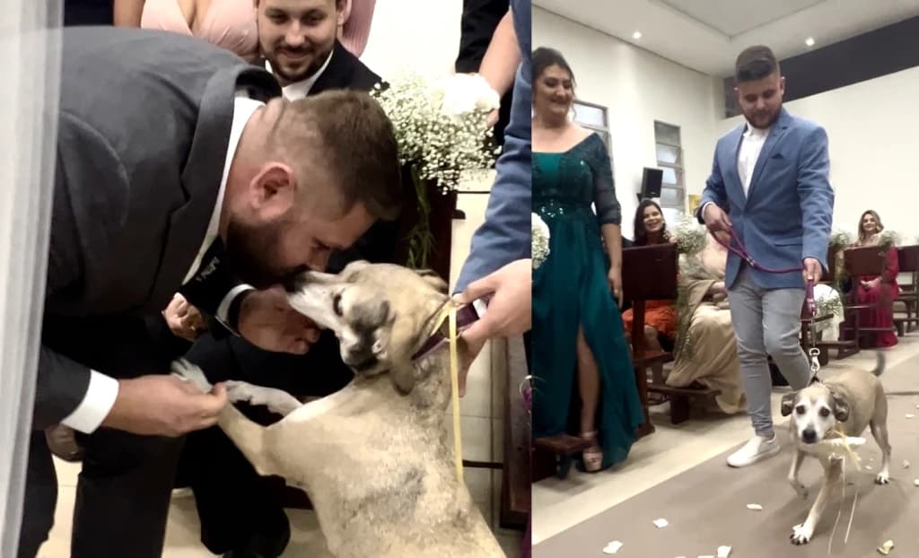 Cadelinha de estimação rouba a cena em casamento em Santa Catarina