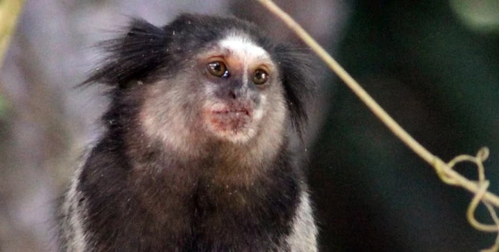 Macaquinhos morrem e acendem alerta em zoológico de Brusque