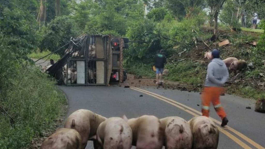 Caminhão carregados de suínos tomba na SC-155