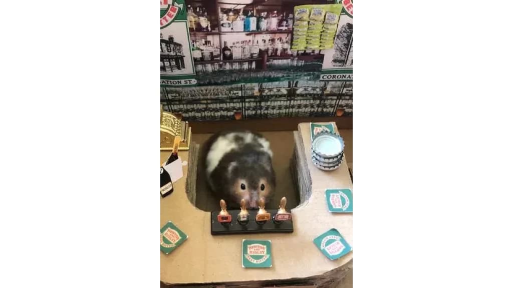 Dona faz despedida luxuosa para hamster de estimação