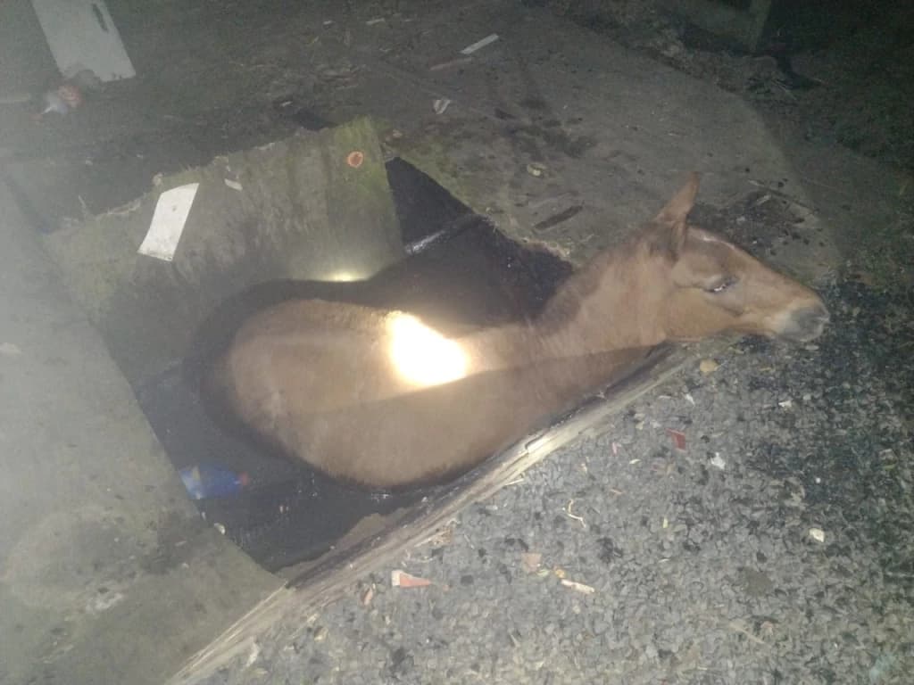 Cavalo é resgatado após cair em fossa