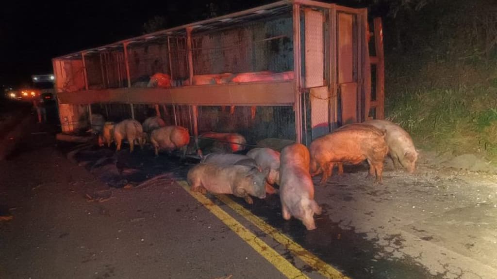 Caminhão carregado com 80 porcos tomba na SC-155