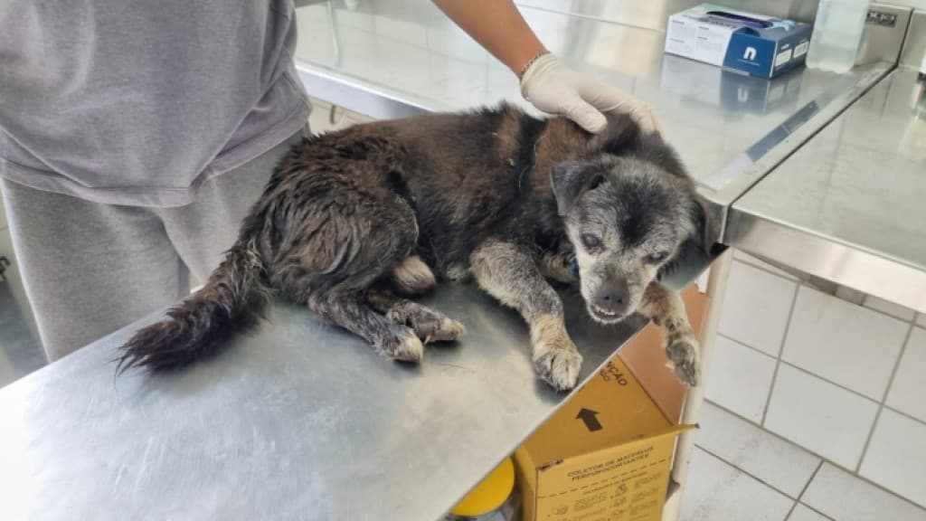 Cachorro é resgatado após ficar dias preso em bueiro