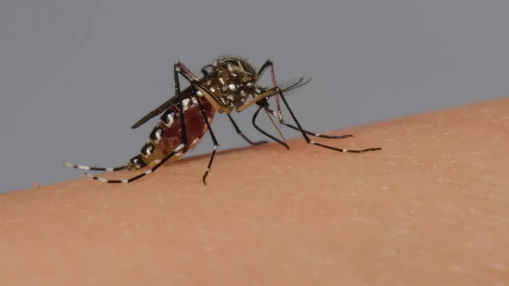 DENGUE: Governo de SC se prepara para decretar emergência sanitária