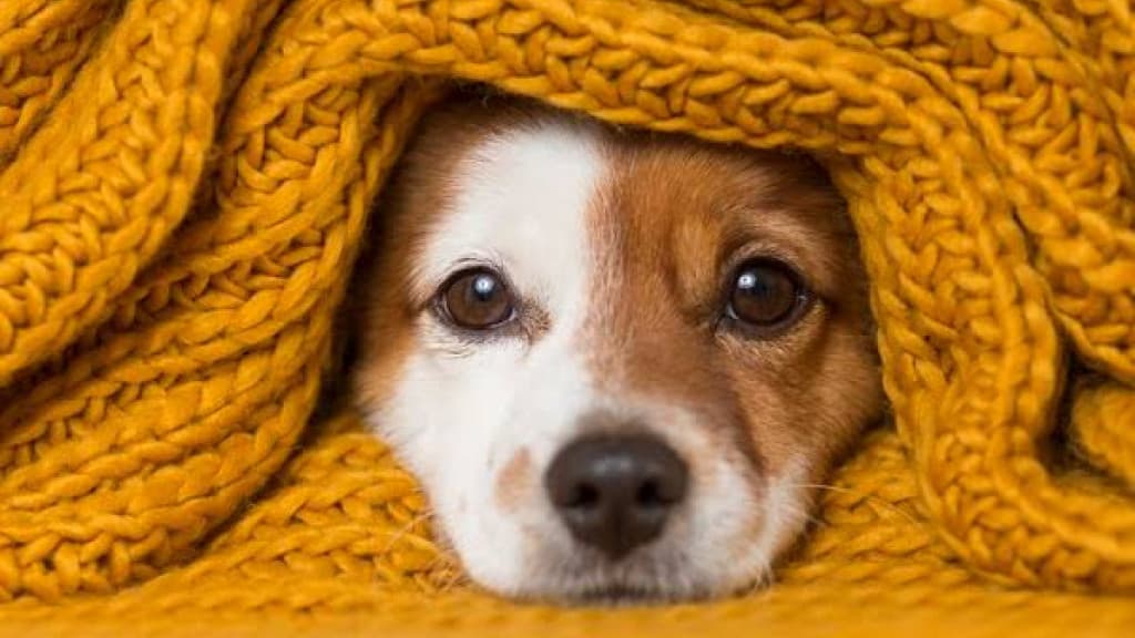 Friaca e calorão: como proteger seu pet das mudanças bruscas de temperatura