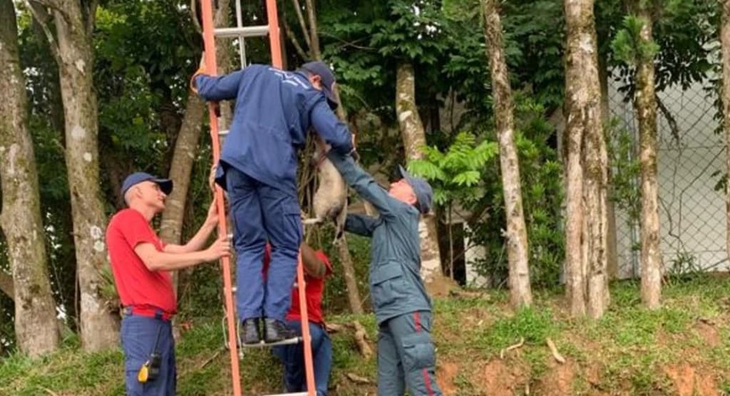 Gato é resgatado após passar três dias preso em árvore