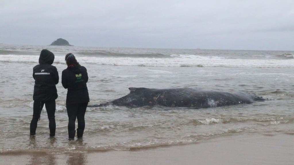 Baleia Jubarte encalha em praia de São Francisco do Sul