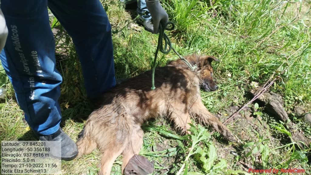 Homem é preso por matar cachorro de vizinha enforcado com arame
