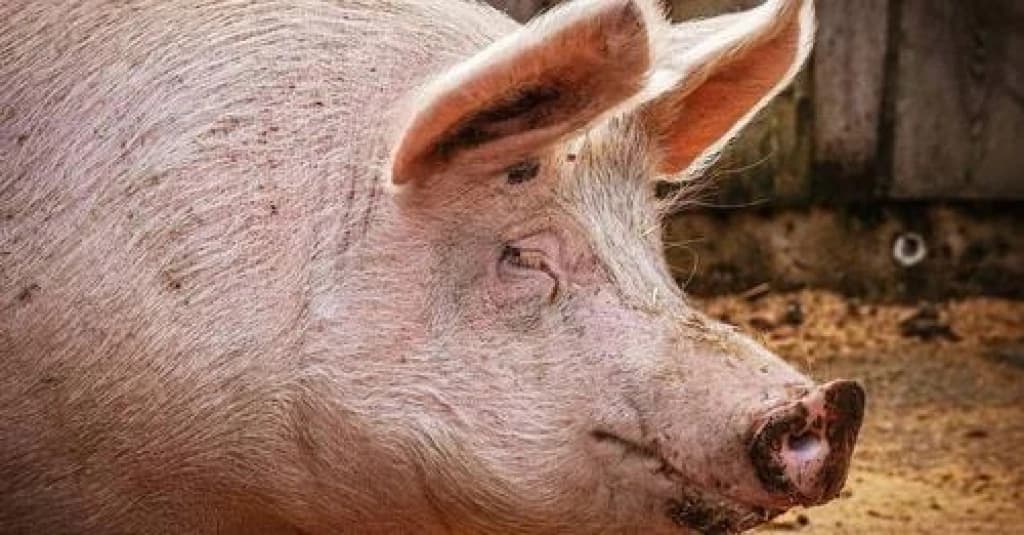 Porco derruba e mata açougueiro antes de ser abatido