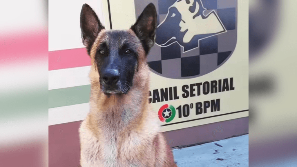 Cão farejador da PM se aposenta após 10 anos combatendo o crime organizado