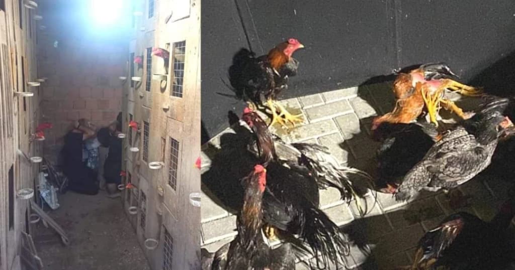 Crueldade em Itapema: galos mortos e apostas caríssimas