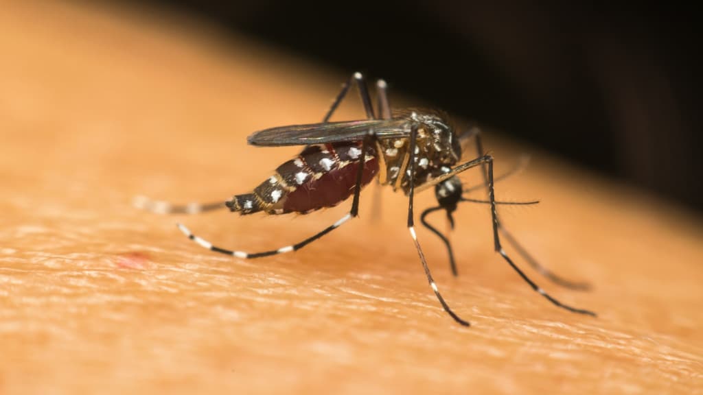 Joinville registra mais dois óbitos por dengue na cidade e chega a 18 mortes