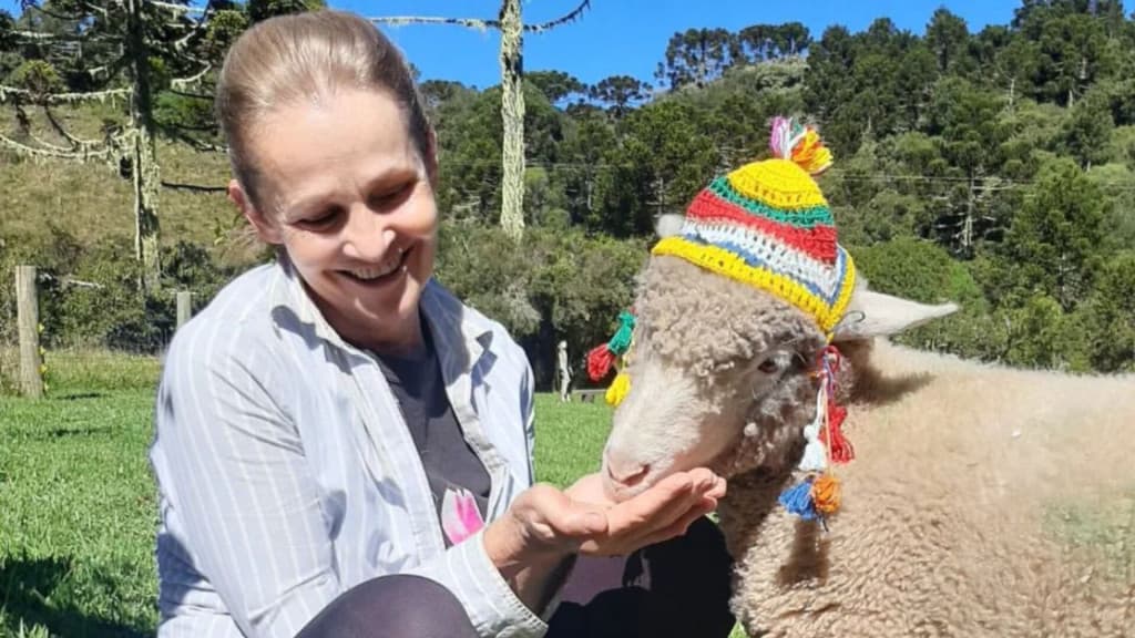 Ovelhas adotadas ganham toucas de crochê para se proteger do frio
