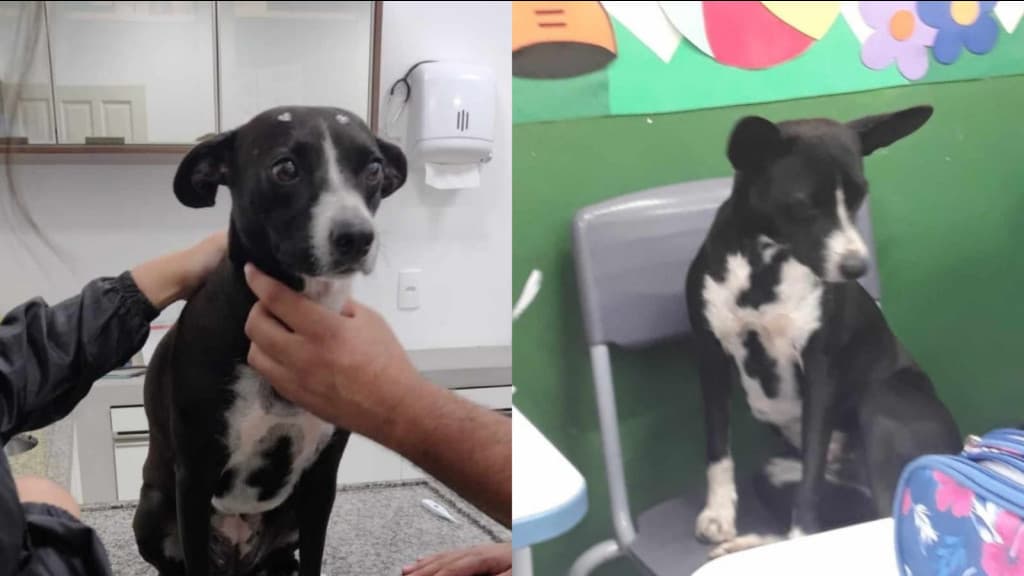 Pai de aluno denuncia escola de Tijucas: “não quero essa cachorra aí dentro”