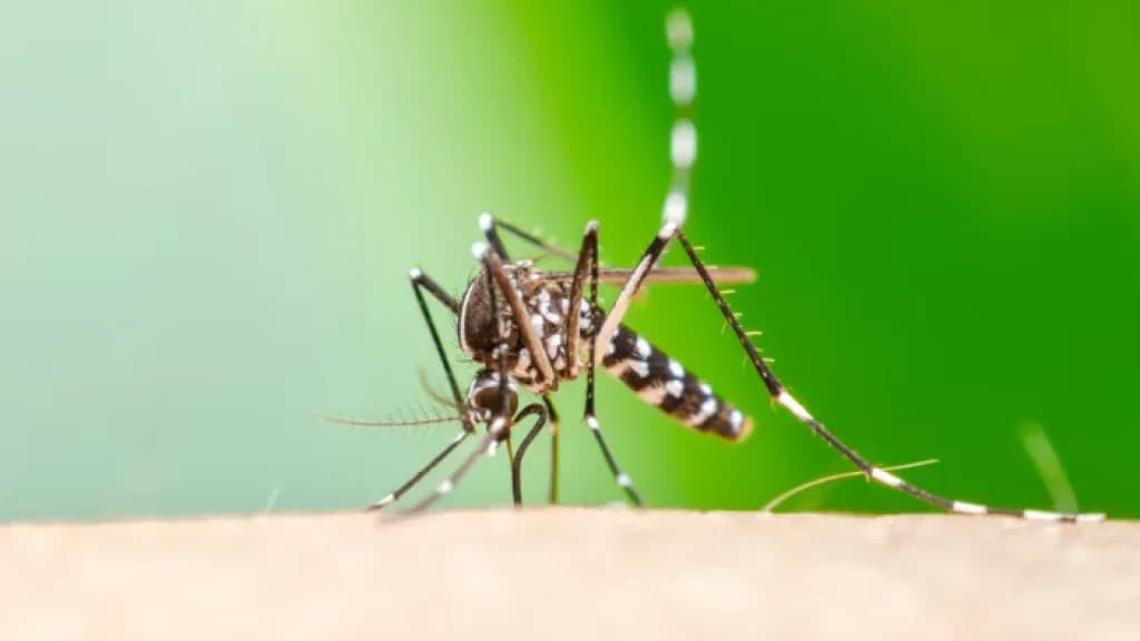 Vacina contra Chikungunya mostra eficácia quase total em estudo