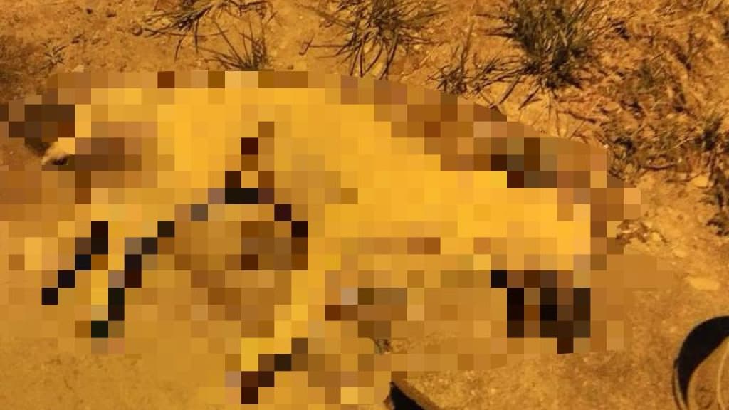 Série de mortes de cachorros por envenenamento em Tijucas apavora moradores