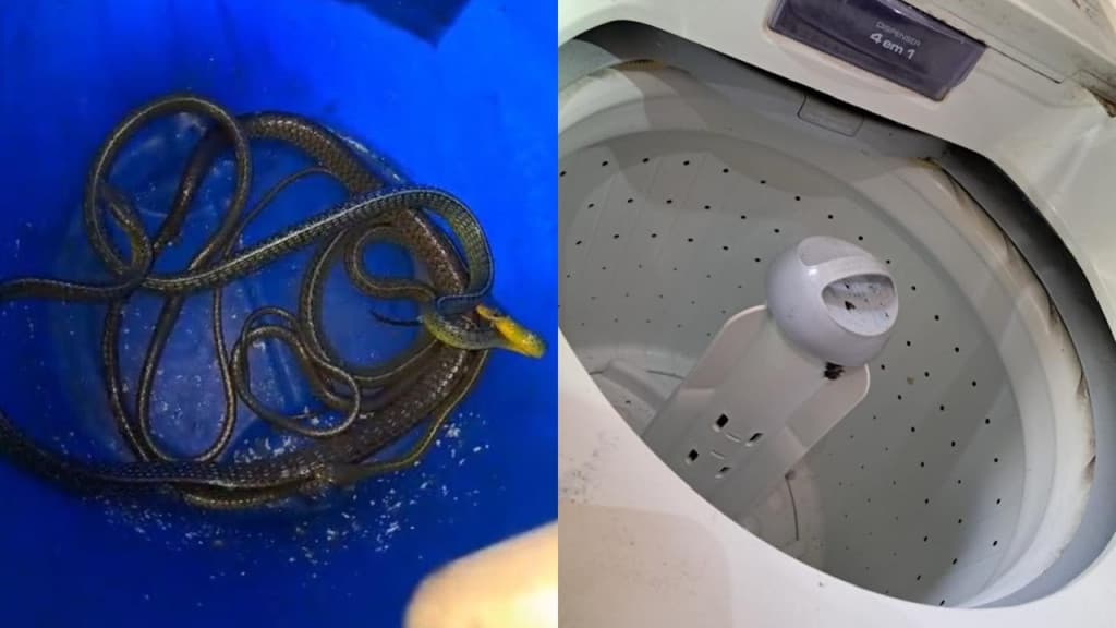 Moradora entra em pânico ao encontrar 3 cobras na máquina de lavar roupas