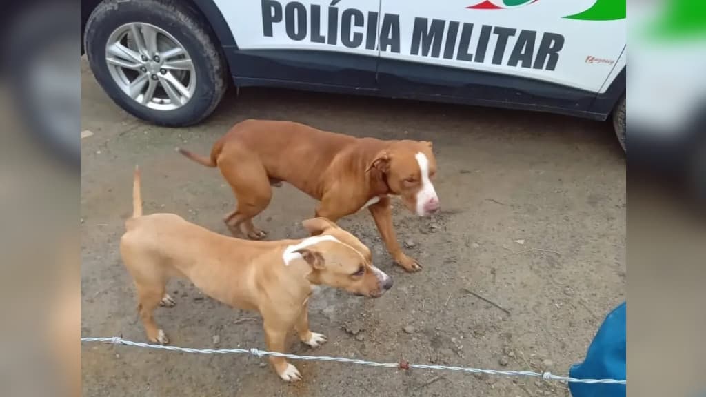 Pitbulls invadem residência e matam 21 galinhas