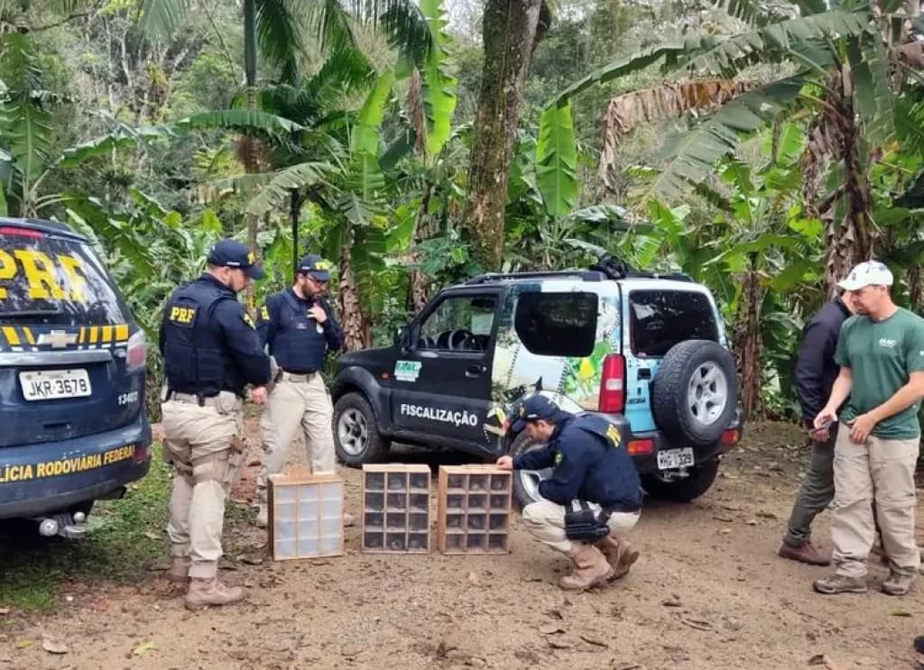 Pássaros silvestres caçados voltam para a natureza em SC