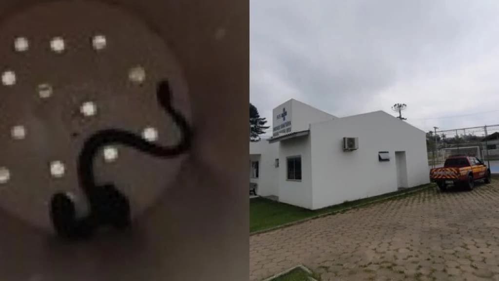 Jararaca é capturada dentro de unidade de saúde em Tijucas