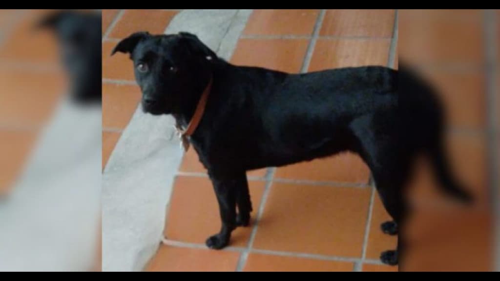 Neto chega em casa e encontra avô estuprando cachorro da família