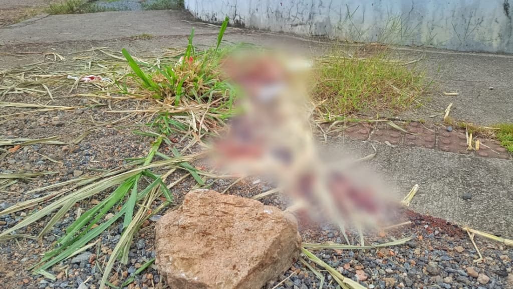 Jovem de 24 anos é morto com pedradas na cabeça