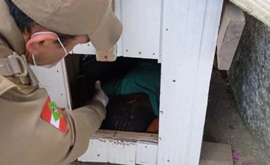 “Pai” abandona família e mãe coloca criança para dormir em casinha do cachorro