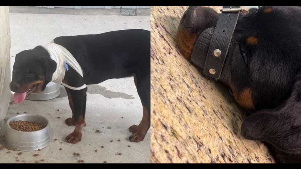 Mulher é indiciada após esfaquear rottweiler e atenta contra vida dos próprios filhos