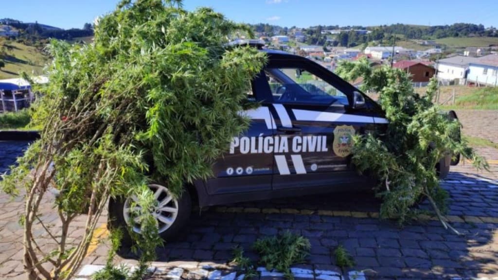 “NÃO ERA AIPIM”: Maconha é apreendida plantada em frente a residência