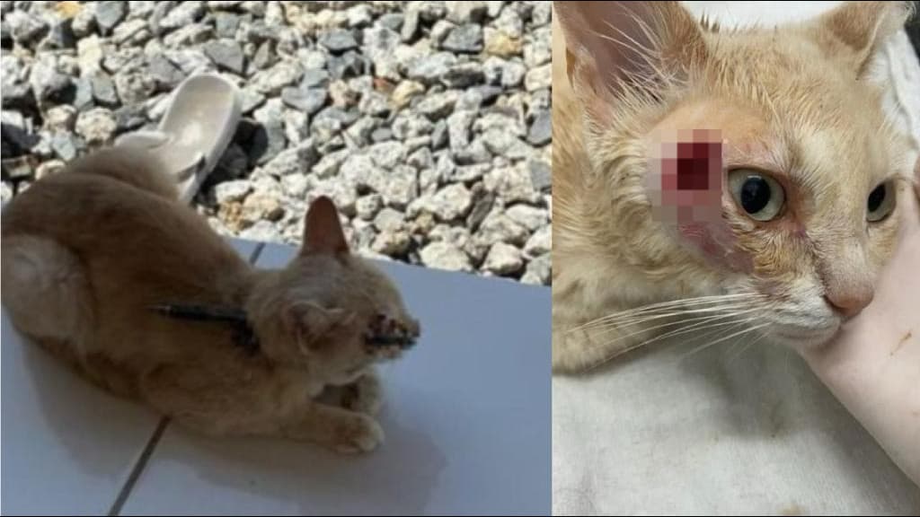 Gato é resgatado com flecha cravada na cabeça