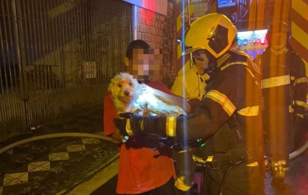 Cachorros são salvos por bombeiros durante incêndio, em Florianópolis