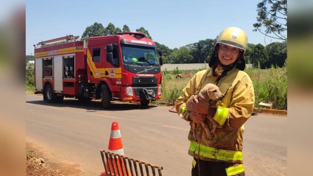 Filhote de cachorro caramelo é resgatado após ficar preso em boca de lobo