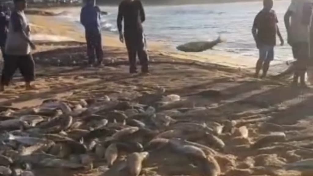 Safra “gorda” de tainhas em BC enche pescadores de esperança