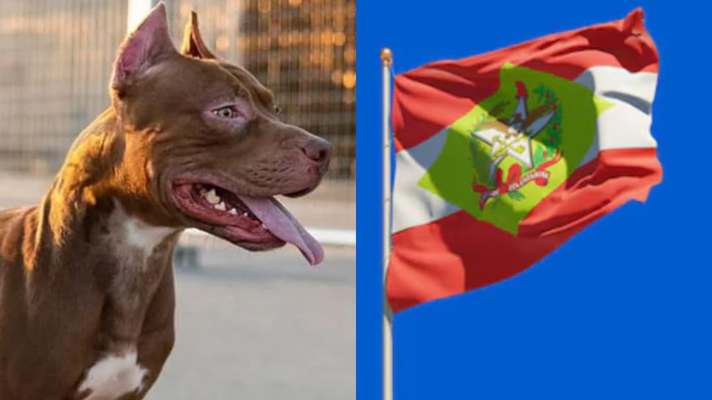 Polêmica em SC: você concorda que pit bulls sejam “banidos”?