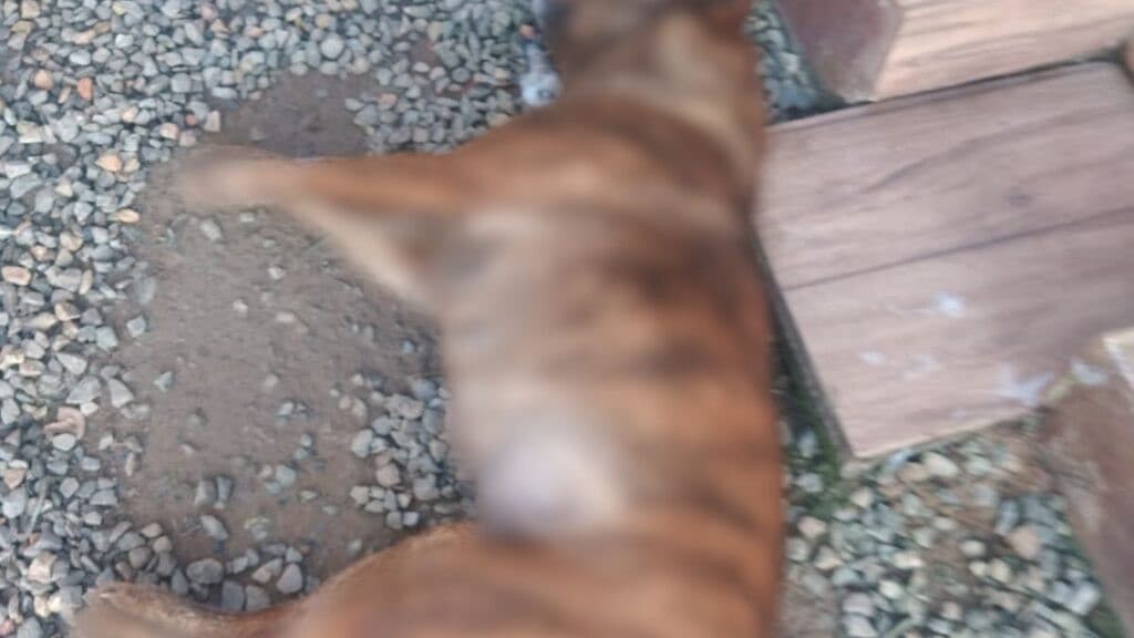 Cachorro morto por envenenamento é encontrado em Canelinha